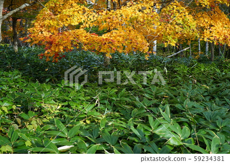 Hayasaka Fall Hayasaka Fall 59234381