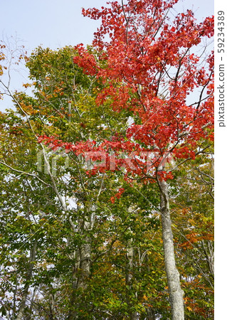 早坂秋天 早坂秋天 59234389