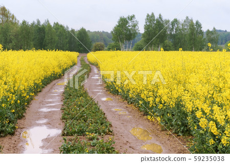 a flowering plant, sowing crops of rapeseed a flowering plant, sowing crops of rapeseed 59235038