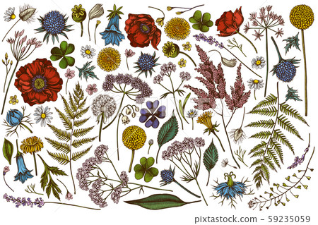 Vector set of hand drawn colored shepherd's purse, heather, fern, wild garlic, clover, globethistle 59235059