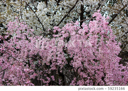 Pink and white petals that color the Myoshoji River 59235166