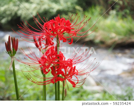 群集孤挺花 群集孤挺花 59235424