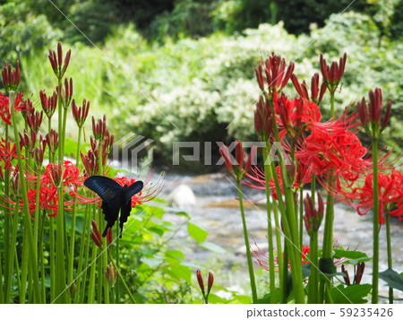 群集孤挺花 群集孤挺花 59235426