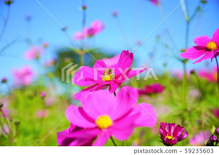 朝倉(波斯菊),花語是“和諧,童貞的童貞” 朝倉(波斯菊),花語是“和諧,童貞的童貞” 59235603