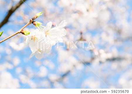 Cherry Blossom	 59235670