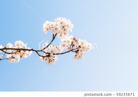 Cherry Blossom Cherry Blossom 59235671