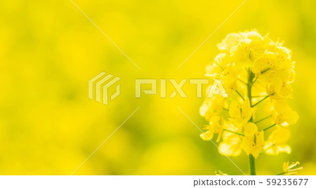 Rape blossoms 59235677