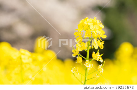 Rape blossoms 59235678