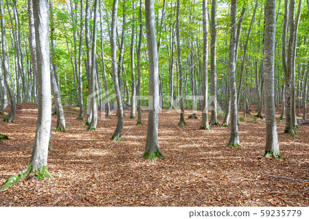  Beautiful forest 59235779