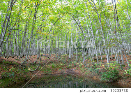 Beautiful forest Beautiful forest 59235788