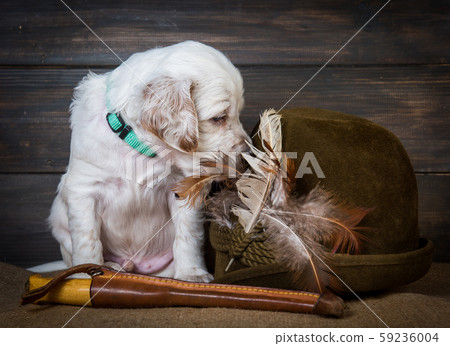 english setter puppy dog with knife and duck 59236004