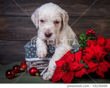 English setter puppy with poinsettia red flowers. English setter puppy with poinsettia red flowers. 59236006