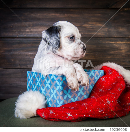 English setter puppy with santa claus hat. English setter puppy with santa claus hat. 59236008