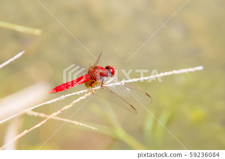Ecological concept background. Red dragonfly resting on a straw, place for text 59236084