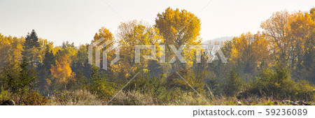 Vibrant autumn panorama background with colorful green and yellow trees Vibrant autumn panorama background with colorful green and yellow trees 59236089