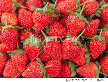 Strawberry fruit full taiwan winter beautiful organic イチゴ いちご strawberries 59236288