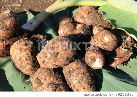 收穫的芋頭 收穫的芋頭 59236353