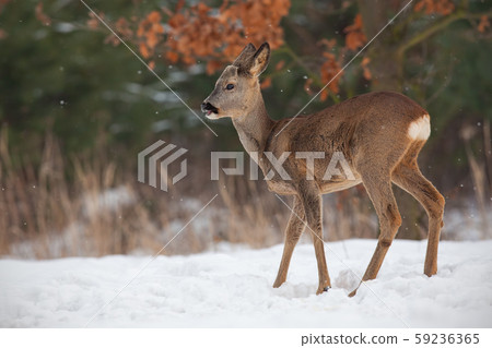 Young roe deer, capreolus capreolus, buck in deep snow in winter growing antlers 59236365