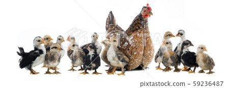 Hen and her chicks isolated on a white Hen and her chicks isolated on a white 59236487