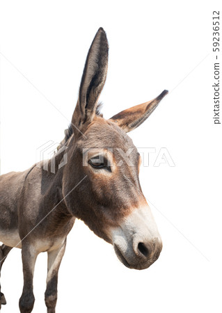 burro portrait isolated on white burro portrait isolated on white 59236512