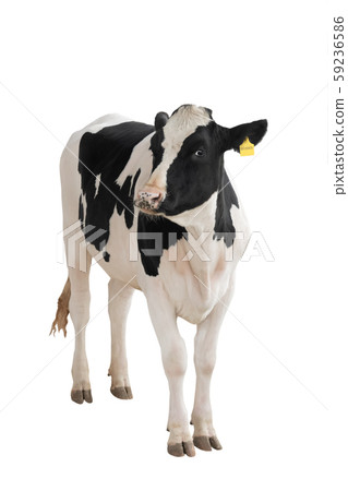 black - white cow isolated on a white background. 59236586