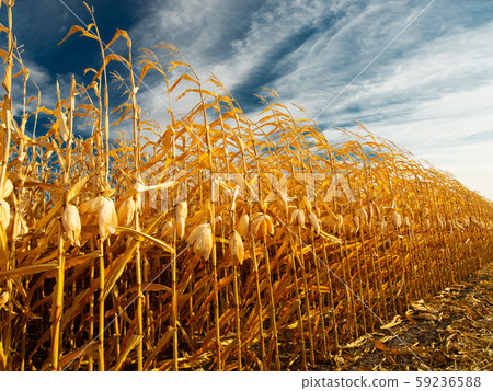 ripe corn on the field 59236588