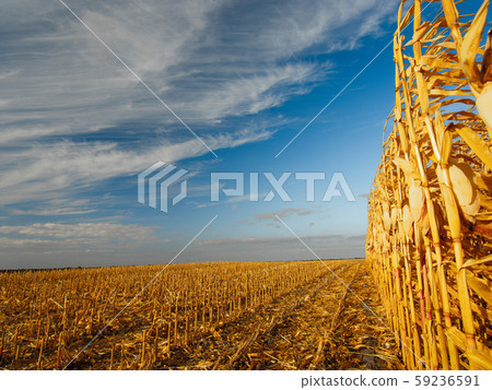 ripe corn on the field 59236591