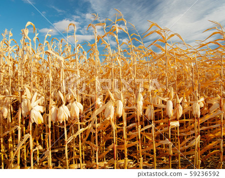 ripe corn on the field ripe corn on the field 59236592