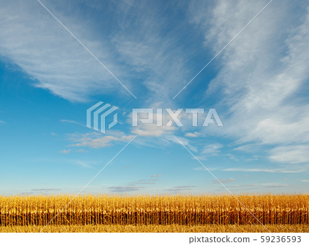 ripe corn on the field ripe corn on the field 59236593
