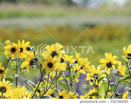 迷你向日葵花田（背面） 59236600