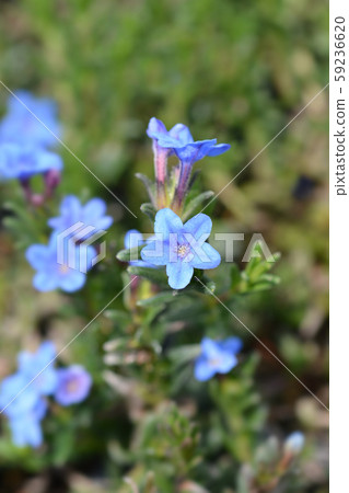 Scrambling gromwell Scrambling gromwell 59236620