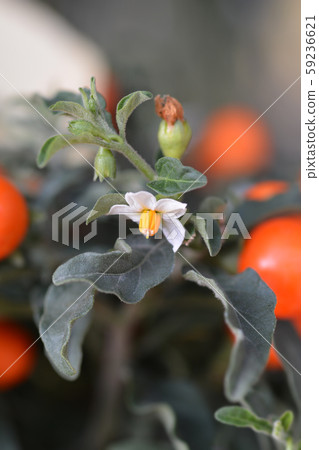 False Jerusalem cherry False Jerusalem cherry 59236621