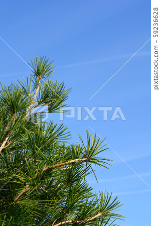 Japanese umbrella pine Japanese umbrella pine 59236628