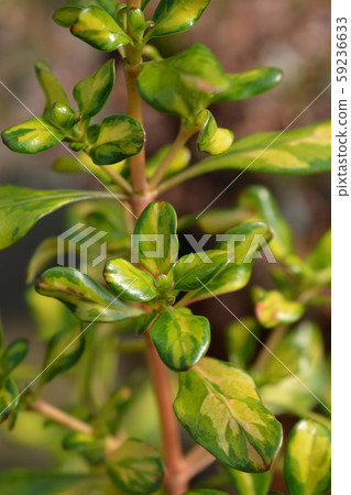 Looking-glass plant Lemon and Lime 59236633
