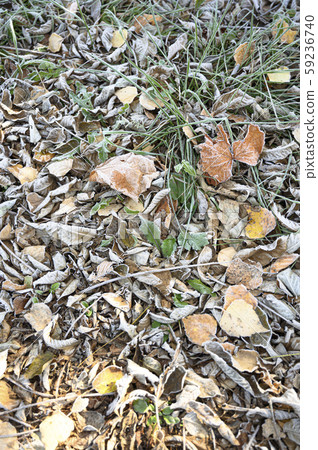 Frosty ground Frosty ground 59236740