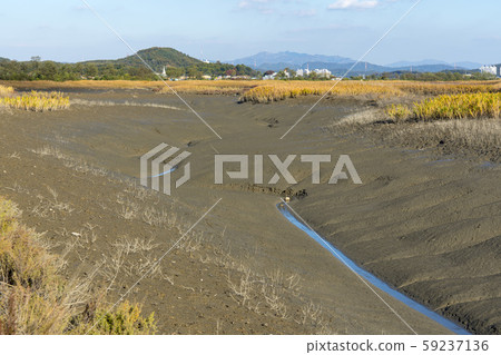 京畿道始興市始興潮汐生態園 京畿道始興市始興潮汐生態園 59237136