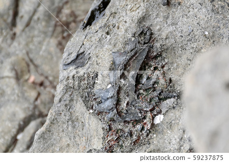 Archaeologists are using tools to explore fossils  59237875