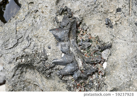 Archaeologists are using tools to explore fossils Archaeologists are using tools to explore fossils 59237928