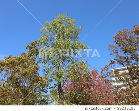 神戶市西區區西新中央公園樹木樹木秋葉 神戶市西區區西新中央公園樹木樹木秋葉 59238195