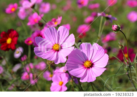 Fall cherry tree Fall cherry tree 59238323