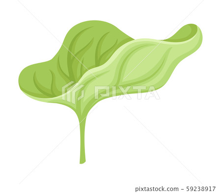 Waterlily Sepal With Leaf Venetion Flower Part Stock Illustration 59238917 Pixta