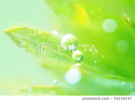 Oo Canadamo光合作用 Oo Canadamo光合作用 59239247