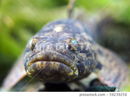 固定頭髮 固定頭髮 59239258