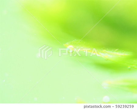 Oo Canadamo光合作用2 Oo Canadamo光合作用2 59239259