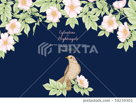 Dog-rose, briar, brier, eglantine, canker-rose Dog-rose, briar, brier, eglantine, canker-rose 59239301