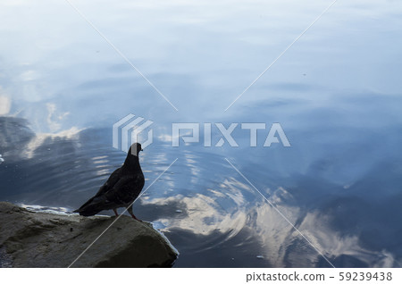 鴿子和清水 鴿子和清水 59239438