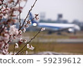 Cherry blossoms and airplane 59239612