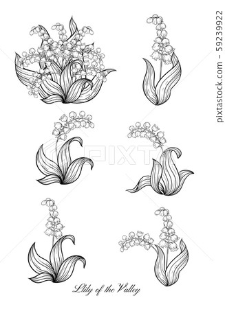 Lily of the valley, Lily of the valley, 59239922
