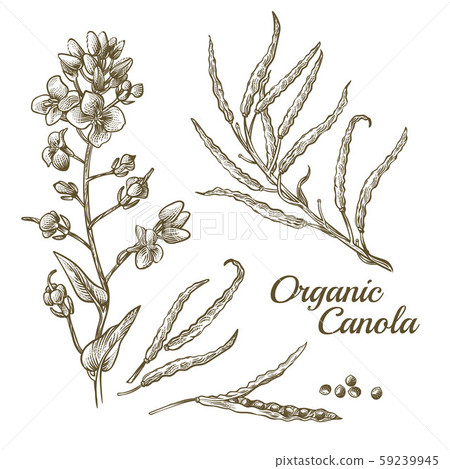 Canola flower, organic colza or rape plant branch 59239945