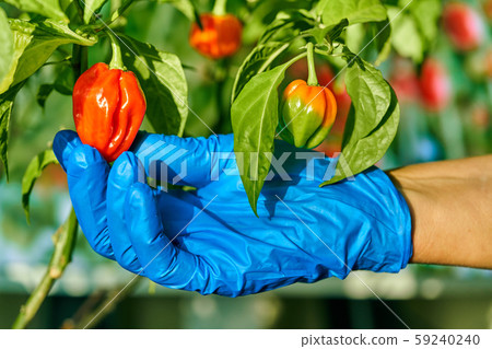 Habanero plant featuring fresh, ripe habanero peppers, ready for picking. 59240240